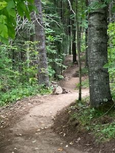 Resurfaced Hatchery Creek Trail